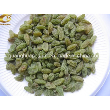 Chinese High Quality Hot Sale Green Raisins